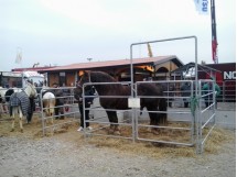 recinzione mobile fence